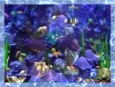 fish in water