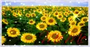 Sunflower Field (with sparkles)- MeMe