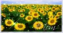 Sunflower Field (with sparkles)- Mom
