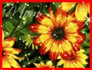 Sunflower From Anchorage Alaska (with sparkles)- Mom