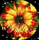 Sunflower From Anchorage Alaska in a circle (with sparkles)- MeMe