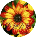 Sunflower From Anchorage Alaska in a circle- MeMe