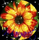 Sunflower From Anchorage Alaska in a circle- Margaret