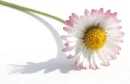 only flower