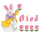 Gied rabbit 