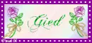 purple rose - Gied