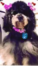 a sweet dog. 