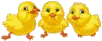 chicks