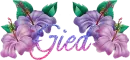Gied