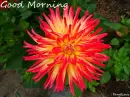 Good Morning Flower