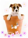 puppy in a pot