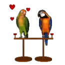 love birds