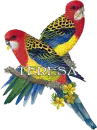 Bird 