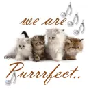 we are purrrfect...