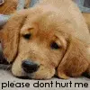 stop animal abuse