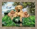 puppies