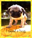 puppy