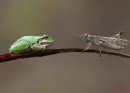 showdown
