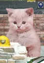 smokin  kitty