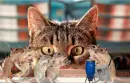 playing cat and mouse