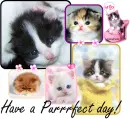 have a purrrrfect day1