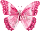 Butterfly -Julia