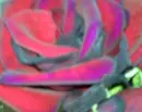 different color rose