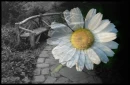Daisy Bench Blend