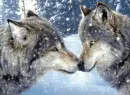2 wolves