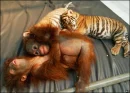 baby tigers