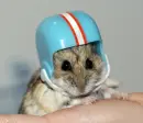 hamster