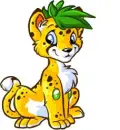 nutrino pet(cheetah)