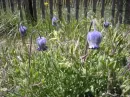 Colorado BlueBells