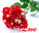 red rose