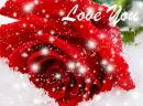 red rose