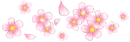 cherry blossom