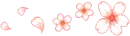 cherry blossom
