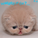 kitty kitty