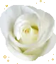 white rose