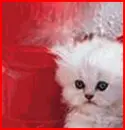 cute kitty