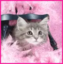  kitty