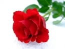red rose