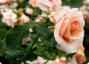 peach roses
