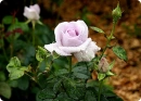 purple roses