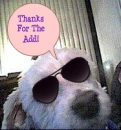 Maltese dog wearing glasses