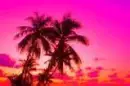 palm trees