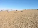 Desert