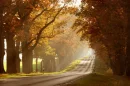 trees in sunlight