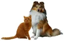 cat and dog