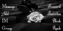 white rose